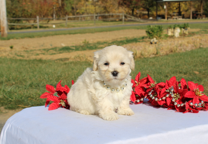 puppy, for, sale, Maltipoo, Matthew B. Stoltzfus, dog, breeder, Gap, PA, dog-breeder, puppy-for-sale, forsale, nearby, find, puppyfind, locator, puppylocator, aca